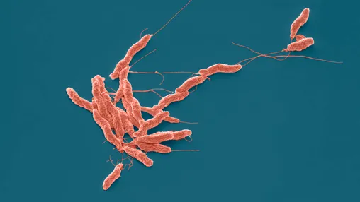 What Is Campylobacter?